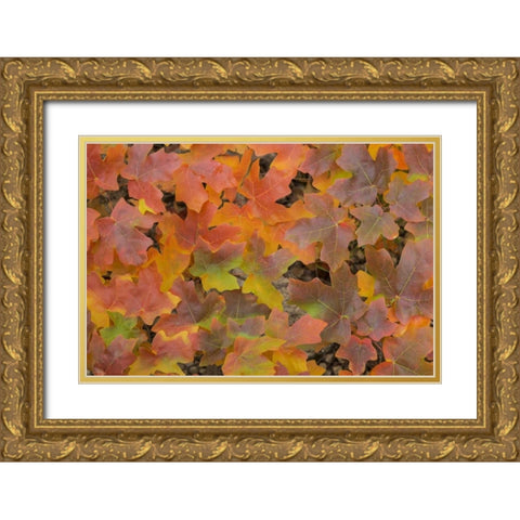 TX, Guadalupe Mts NP Bigtooth maple in autumn Gold Ornate Wood Framed Art Print with Double Matting by Paulson, Don