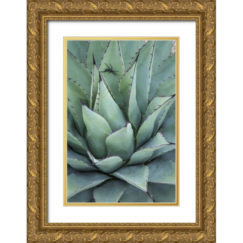 Texas, Guadalupe Mountain New Mexico agave plant Gold Ornate Wood Framed Art Print with Double Matting by Paulson, Don
