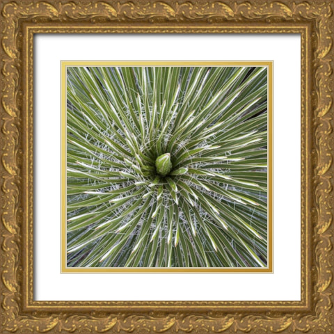 Texas, Guadalupe Mountains Soap tree yucca plant Gold Ornate Wood Framed Art Print with Double Matting by Paulson, Don