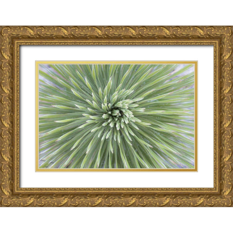 Texas, Guadalupe Mountains Soap tree yucca plant Gold Ornate Wood Framed Art Print with Double Matting by Paulson, Don