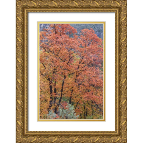 Texas, Guadalupe Mountains NP McKittrick Canyon Gold Ornate Wood Framed Art Print with Double Matting by Paulson, Don