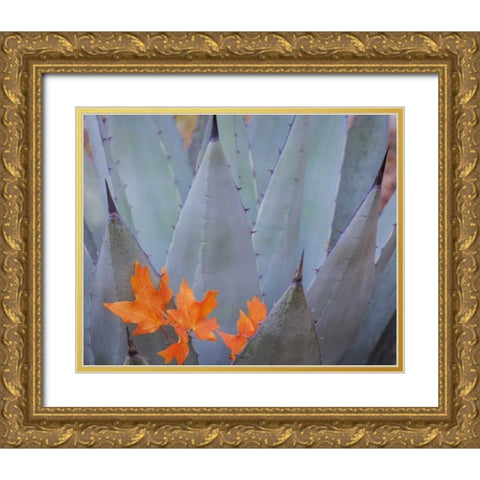 TX, Guadalupe Mts NP Bigtooth maple leaves Gold Ornate Wood Framed Art Print with Double Matting by Paulson, Don