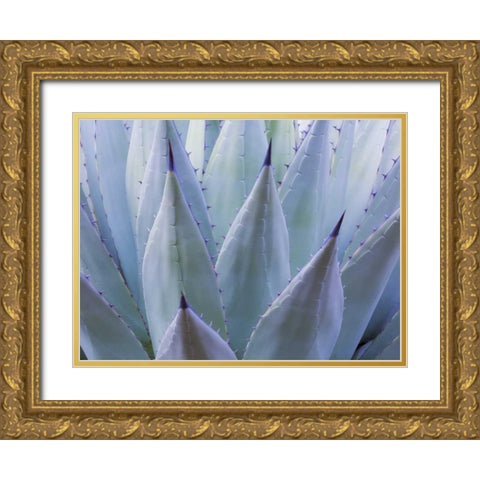TX, Guadalupe Mts NP New Mexican agave plant Gold Ornate Wood Framed Art Print with Double Matting by Paulson, Don