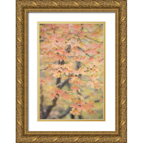 Texas, Guadalupe Mountains NP Bigtooth maple Gold Ornate Wood Framed Art Print with Double Matting by Paulson, Don