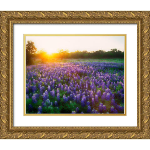 Texas-Llano County Sunrise abstract of field of bluebonnets Gold Ornate Wood Framed Art Print with Double Matting by Jaynes Gallery