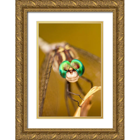 Texas-McMullen County Close-up of dragonfly Gold Ornate Wood Framed Art Print with Double Matting by Jaynes Gallery