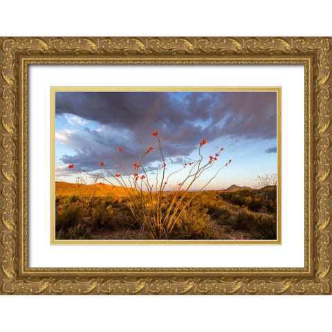 Ocotillo in Bloom At Sunrise Gold Ornate Wood Framed Art Print with Double Matting by Haney, Chuck