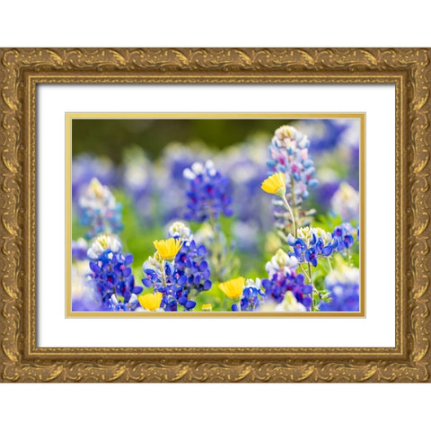 Johnson City-Texas-USA-Bluebonnet wildflowers in the Texas Hill Country Gold Ornate Wood Framed Art Print with Double Matting by Wilson, Emily M.