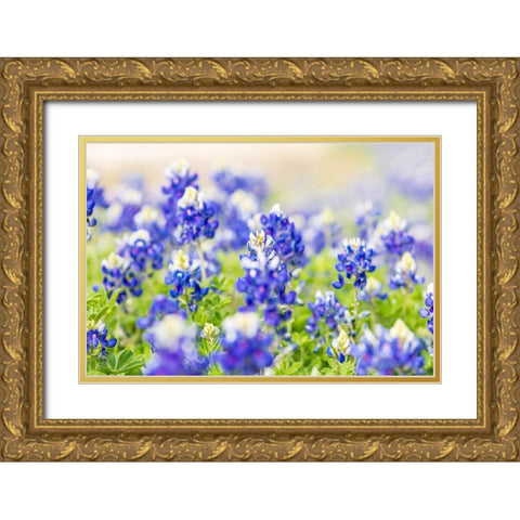 Johnson City-Texas-USA-Bluebonnet wildflowers in the Texas Hill Country Gold Ornate Wood Framed Art Print with Double Matting by Wilson, Emily M.