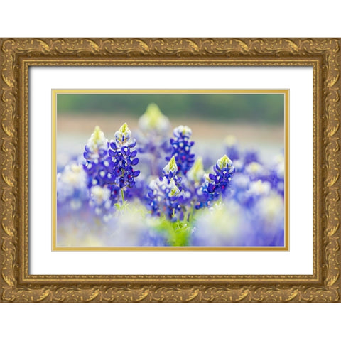 Spicewood-Texas-USA-Bluebonnet wildflowers in the Texas Hill Country Gold Ornate Wood Framed Art Print with Double Matting by Wilson, Emily M.