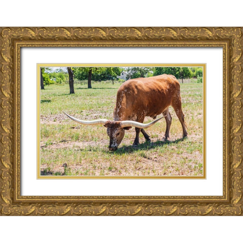 Marble Falls-Texas-USA-Longhorn cattle in the Texas Hill Country Gold Ornate Wood Framed Art Print with Double Matting by Wilson, Emily M.