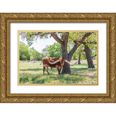 Marble Falls-Texas-USA-Longhorn cattle in the Texas Hill Country Gold Ornate Wood Framed Art Print with Double Matting by Wilson, Emily M.