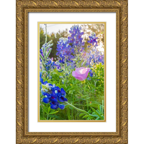 Lampasas-Texas-USA-Pink Evening Primrose and Bluebonnet wildflowers in the Texas Hill Country Gold Ornate Wood Framed Art Print with Double Matting by Wilson, Emily M.
