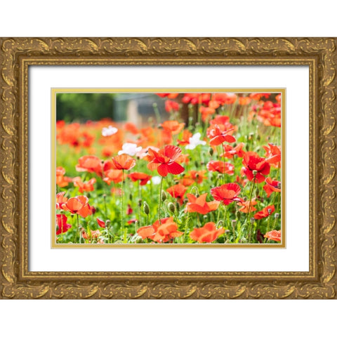 Castroville-Texas-USA-Wild poppies in the Texas Hill Country Gold Ornate Wood Framed Art Print with Double Matting by Wilson, Emily M.