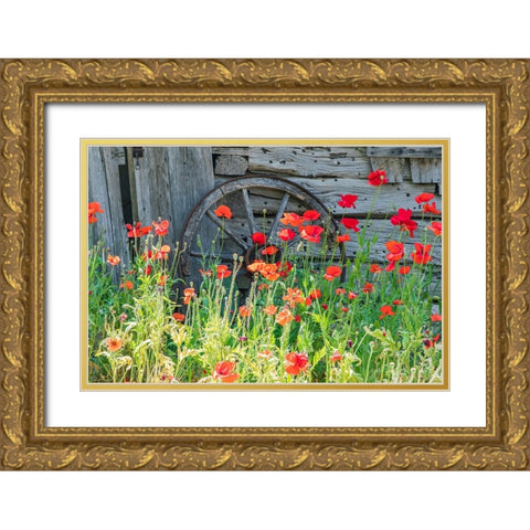 Castroville-Texas-USA-Poppies and historic buildings in the Texas Hill Country Gold Ornate Wood Framed Art Print with Double Matting by Wilson, Emily M.