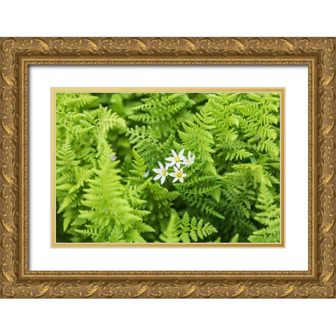 Castroville-Texas-USA-Ferns in the Texas Hill Country Gold Ornate Wood Framed Art Print with Double Matting by Wilson, Emily M.