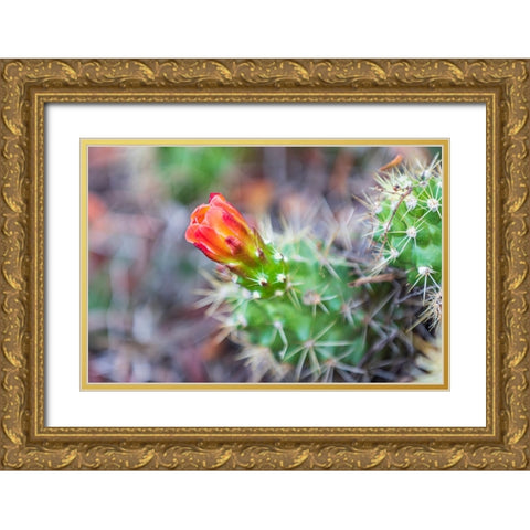 Castroville-Texas-USA-Prickly pear flower in the Texas Hill Country Gold Ornate Wood Framed Art Print with Double Matting by Wilson, Emily M.