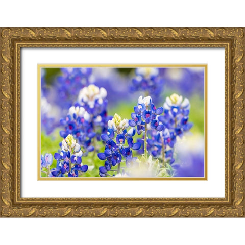 Johnson City-Texas-USA-Bluebonnet wildflowers in the Texas Hill Country Gold Ornate Wood Framed Art Print with Double Matting by Wilson, Emily M.