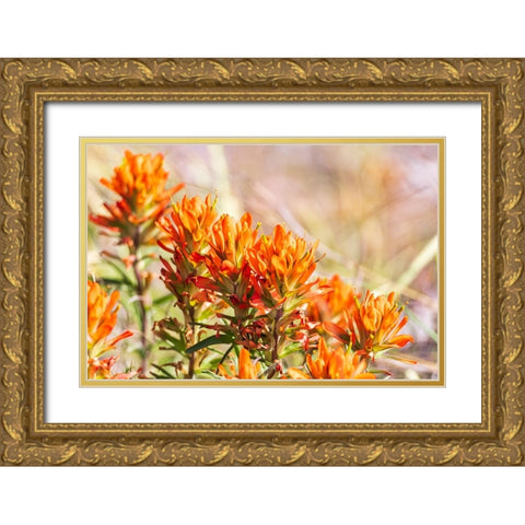 Johnson City-Texas-USA-Indian Paintbrush wildflowers in the Texas Hill Country Gold Ornate Wood Framed Art Print with Double Matting by Wilson, Emily M.