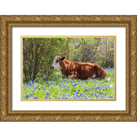 Johnson City-Texas-USA-Cow in bluebonnet wildflowers in the Texas Hill Country Gold Ornate Wood Framed Art Print with Double Matting by Wilson, Emily M.