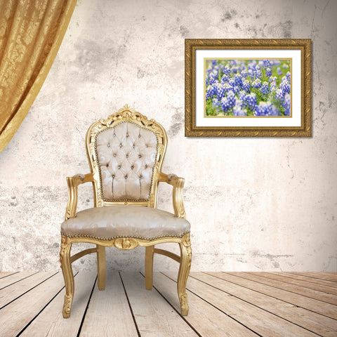 Johnson City-Texas-USA-Bluebonnet wildflowers in the Texas Hill Country Gold Ornate Wood Framed Art Print with Double Matting by Wilson, Emily M.