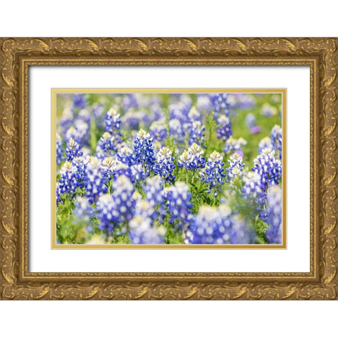 Johnson City-Texas-USA-Bluebonnet wildflowers in the Texas Hill Country Gold Ornate Wood Framed Art Print with Double Matting by Wilson, Emily M.