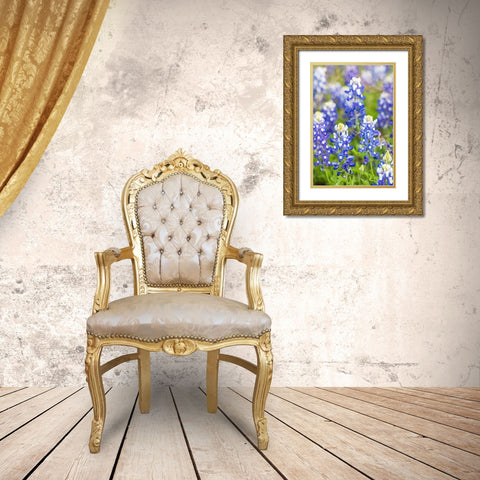 Johnson City-Texas-USA-Bluebonnet wildflowers in the Texas Hill Country Gold Ornate Wood Framed Art Print with Double Matting by Wilson, Emily M.