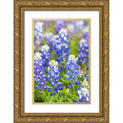 Johnson City-Texas-USA-Bluebonnet wildflowers in the Texas Hill Country Gold Ornate Wood Framed Art Print with Double Matting by Wilson, Emily M.