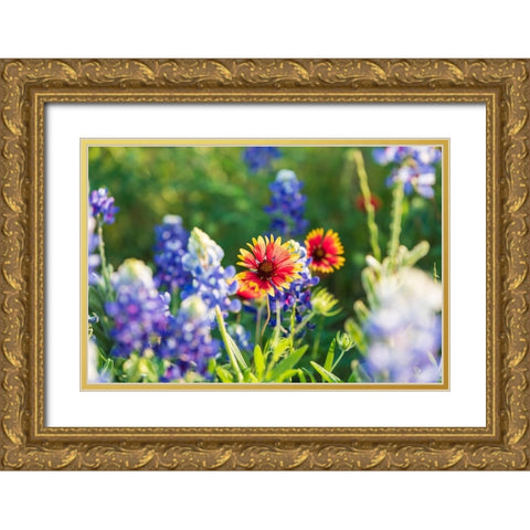 Marble Falls-Texas-USA-Bluebonnet and Indian Blanket wildflowers in the Texas Hill Country Gold Ornate Wood Framed Art Print with Double Matting by Wilson, Emily M.