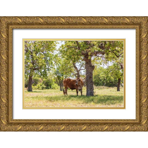 Marble Falls-Texas-USA-Longhorn cattle in the Texas Hill Country Gold Ornate Wood Framed Art Print with Double Matting by Wilson, Emily M.