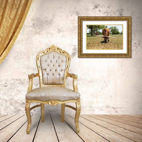 Marble Falls-Texas-USA-Longhorn cattle in the Texas Hill Country Gold Ornate Wood Framed Art Print with Double Matting by Wilson, Emily M.