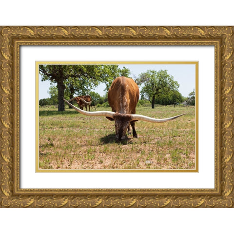 Marble Falls-Texas-USA-Longhorn cattle in the Texas Hill Country Gold Ornate Wood Framed Art Print with Double Matting by Wilson, Emily M.