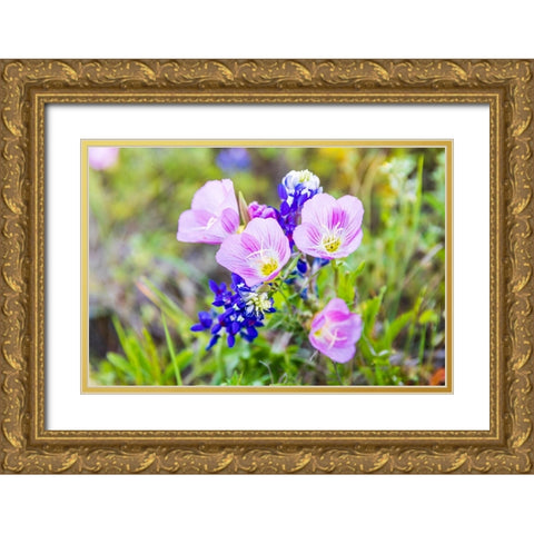 Lampasas-Texas-USA-Pink Evening Primrose and Bluebonnet wildflowers in the Texas Hill Country Gold Ornate Wood Framed Art Print with Double Matting by Wilson, Emily M.