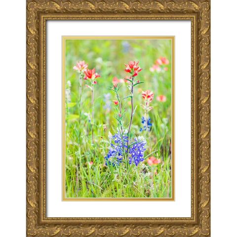 Llano-Texas-USA-Indian Paintbrush and Bluebonnet wildflowers in the Texas Hill Country Gold Ornate Wood Framed Art Print with Double Matting by Wilson, Emily M.