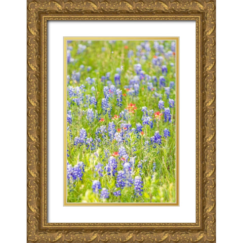 Llano-Texas-USA-Indian Paintbrush and Bluebonnet wildflowers in the Texas Hill Country Gold Ornate Wood Framed Art Print with Double Matting by Wilson, Emily M.