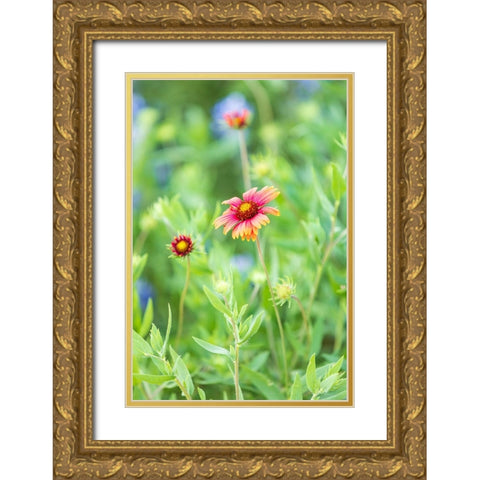 Llano-Texas-USA-Indian Blanket wildflowers in the Texas Hill Country Gold Ornate Wood Framed Art Print with Double Matting by Wilson, Emily M.