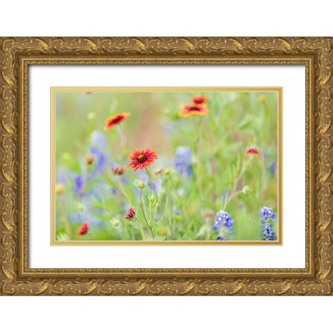 Llano-Texas-USA-Indian Blanket and Bluebonnet wildflowers in the Texas Hill Country Gold Ornate Wood Framed Art Print with Double Matting by Wilson, Emily M.