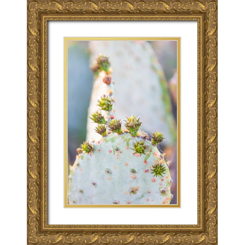 Llano-Texas-USA-Prickly pear cactus in the Texas Hill Country Gold Ornate Wood Framed Art Print with Double Matting by Wilson, Emily M.
