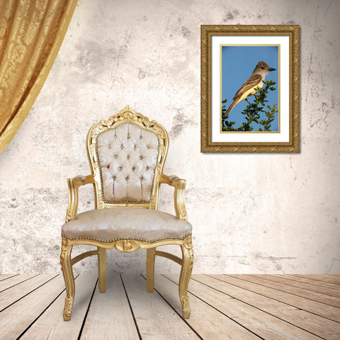 Brown-crested flycatcher on branch- South Texas- USA Gold Ornate Wood Framed Art Print with Double Matting by McDonald, Joe and Maryann