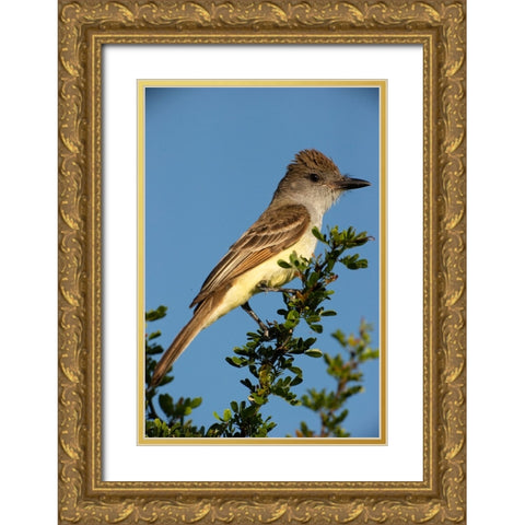 Brown-crested flycatcher on branch- South Texas- USA Gold Ornate Wood Framed Art Print with Double Matting by McDonald, Joe and Maryann