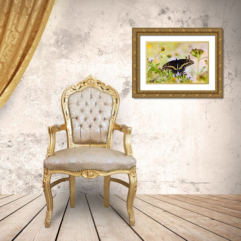 Black swallowtail butterfly feeding Gold Ornate Wood Framed Art Print with Double Matting by Ditto, Larry
