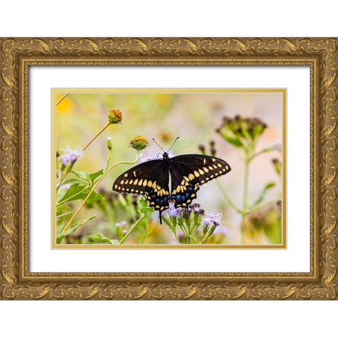 Black swallowtail butterfly feeding Gold Ornate Wood Framed Art Print with Double Matting by Ditto, Larry