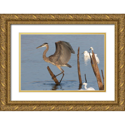 Great blue heron (Ardea Herodias) landing Gold Ornate Wood Framed Art Print with Double Matting by Ditto, Larry