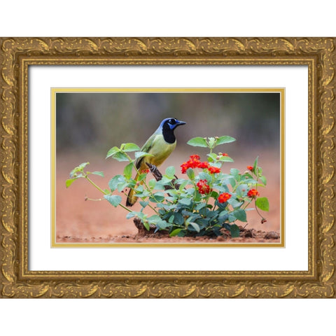 Green jay (Cyanocorax Yncas) perched in wildflowers Gold Ornate Wood Framed Art Print with Double Matting by Ditto, Larry