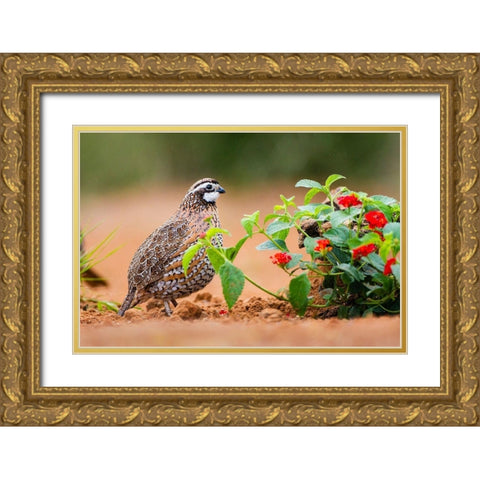 Northern bobwhite (Colinus virginianus) foraging Gold Ornate Wood Framed Art Print with Double Matting by Ditto, Larry