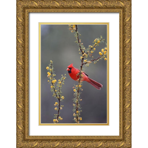 Northern cardinal perched in tree Gold Ornate Wood Framed Art Print with Double Matting by Ditto, Larry