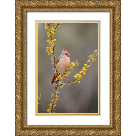 Northern cardinal perched Gold Ornate Wood Framed Art Print with Double Matting by Ditto, Larry