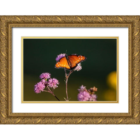 Queen (Danaus gilippus) feeding at aster flowers Gold Ornate Wood Framed Art Print with Double Matting by Ditto, Larry