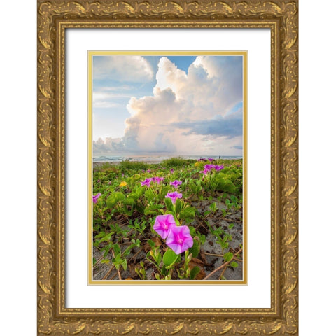 Beach morning glory in bloom Gold Ornate Wood Framed Art Print with Double Matting by Ditto, Larry