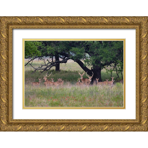 Axis Deer (Axis axis) herd Gold Ornate Wood Framed Art Print with Double Matting by Ditto, Larry